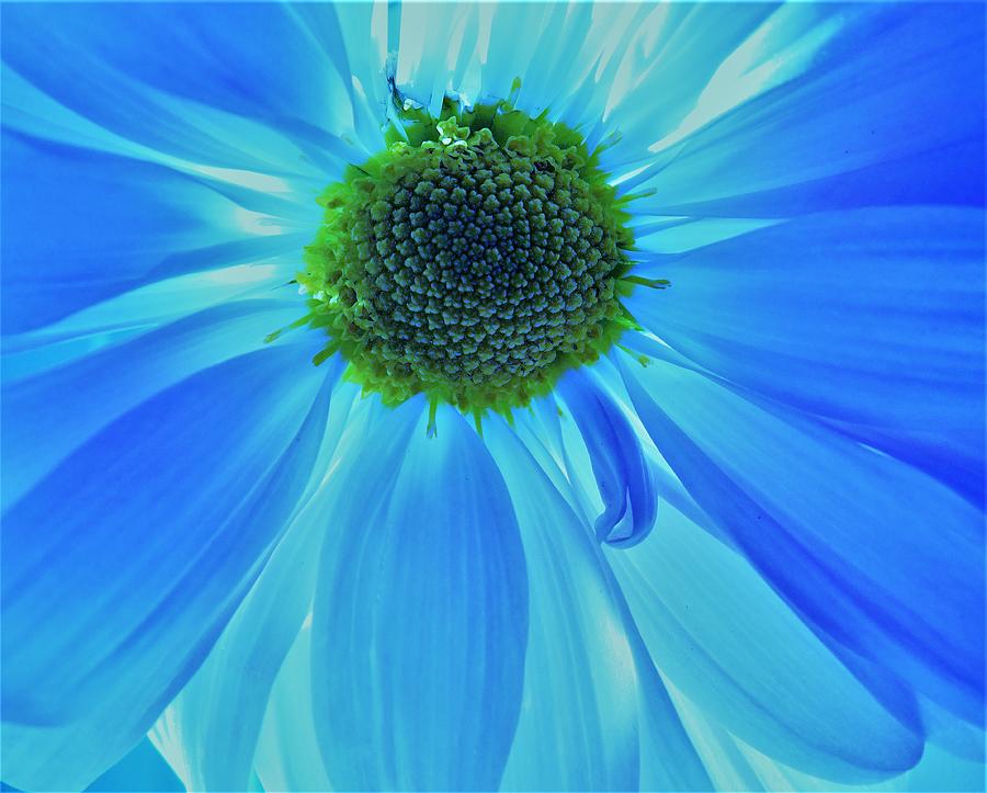 - Blue Daisy Photograph by THERESA Nye