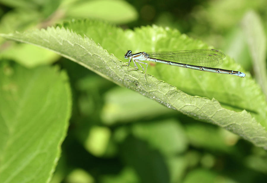 Blue Damselfly Photograph by Callen Harty