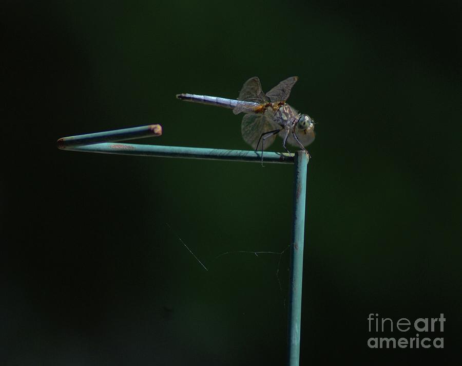 Blue Darner Dragonfly   Photograph by Margie Avellino