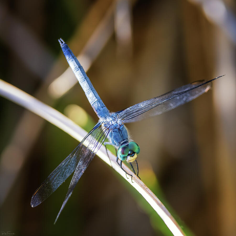 Blue Dasher Dragonfly Photograph by Rick Furmanek