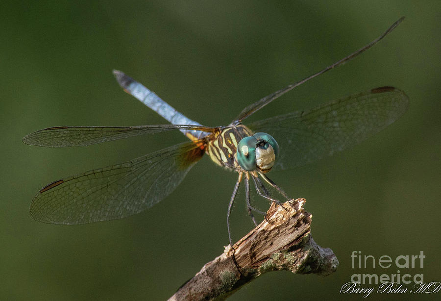 Blue dasher  2 on a stick Photograph by Barry Bohn