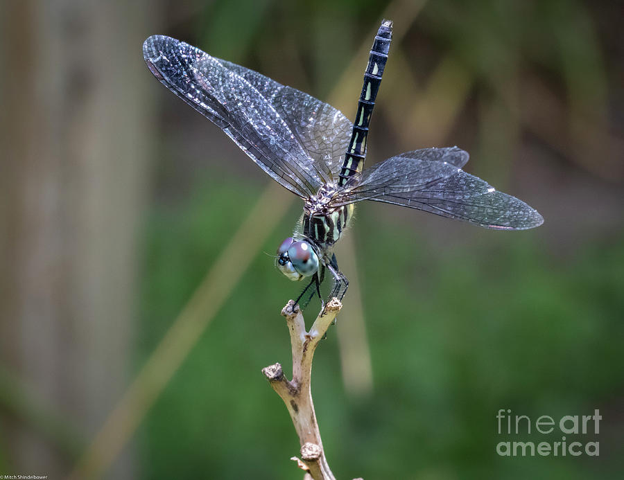 Nature Photograph - Blue Dasher 23 by Mitch Shindelbower