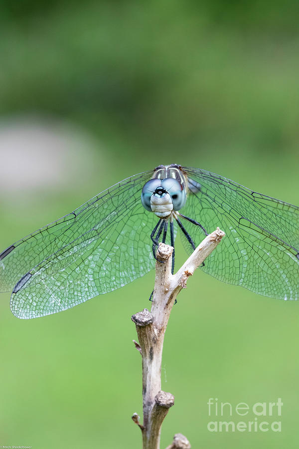 Nature Photograph - Blue Dasher 24 by Mitch Shindelbower