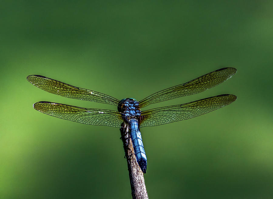 Blue Dasher Photograph by Brian Shoemaker