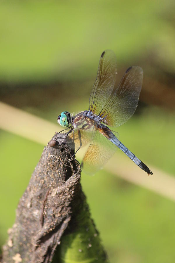 Blue Dasher Photograph - Blue Dasher by Callen Harty Blue Dasher Photograph - Blue Dasher by Callen Harty