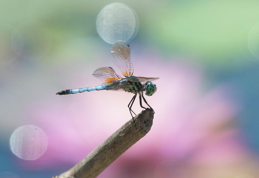 Blue Dasher Dragonfly 10, pachydiplax longipennis, North Carolina, Photograph, Print Photograph by Eric Abernethy
