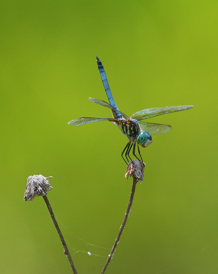 Blue Dasher Dragonfly 2, pachydiplax longipennis, North Carolina, Photograph, Print Photograph by Eric Abernethy