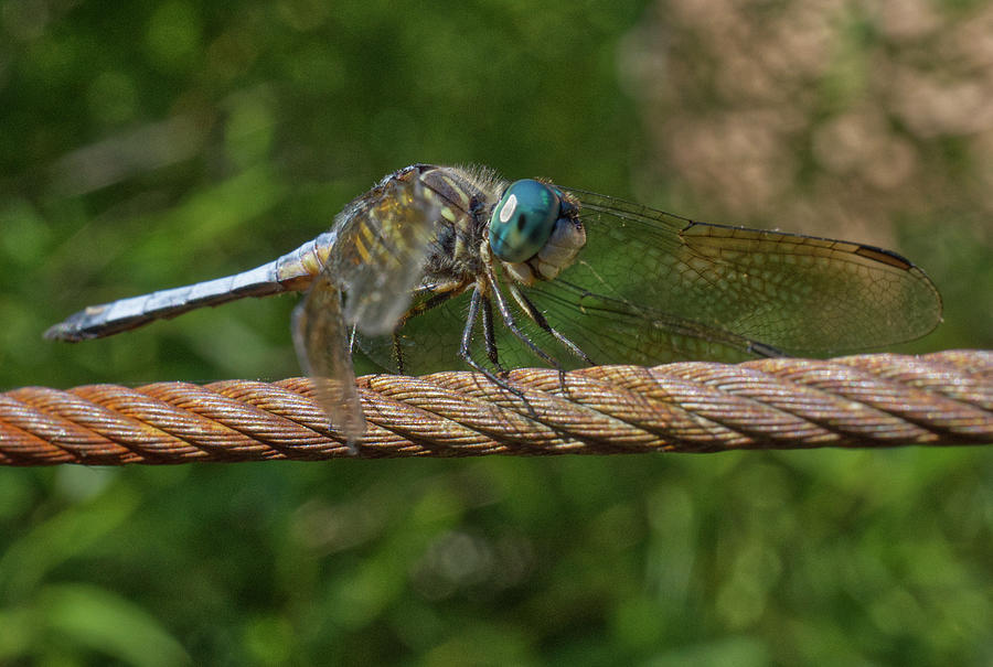 Blue Dasher Dragonfly 3 Photograph