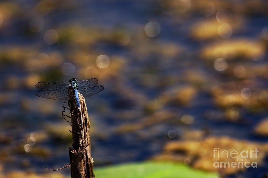 Blue Dasher Dragonfly Photograph by JT Lewis