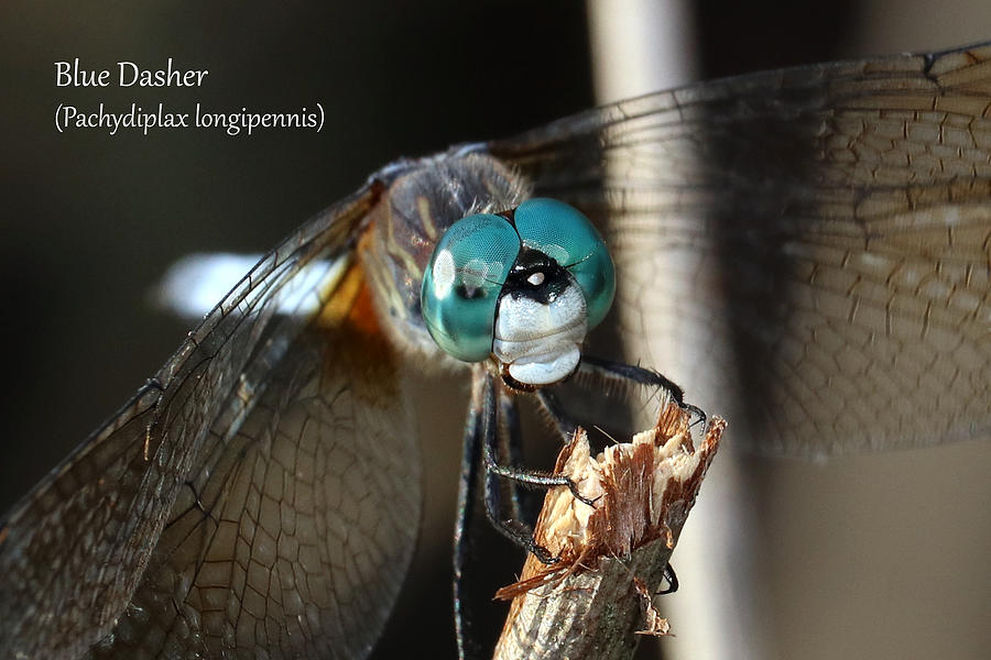 Blue Dasher Dragonfly Photograph by Mark Berman