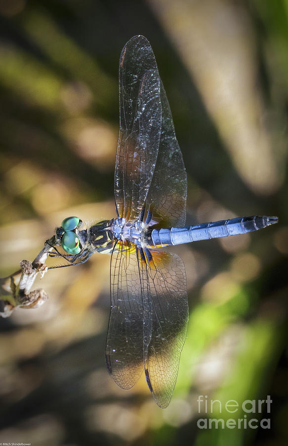 Dragon Photograph - Blue Dasher Dragonfly by Mitch Shindelbower