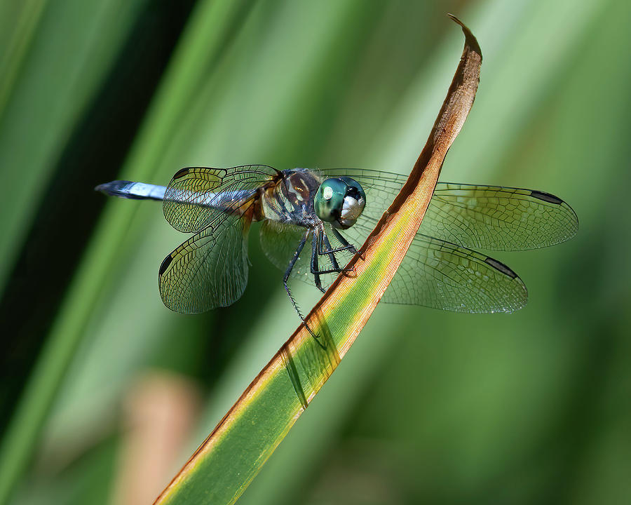 Blue Dasher Dragonfly on Blade Photograph by Flinn Hackett