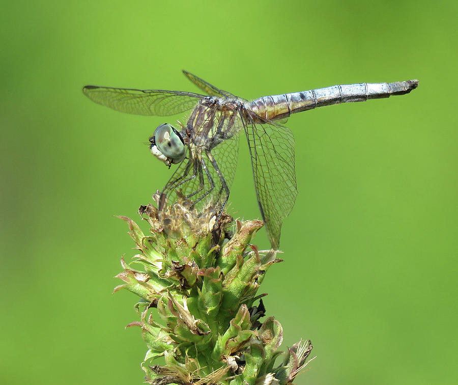 Blue Dasher Dragonfly Taking A Break Photograph by Rebecca Grzenda