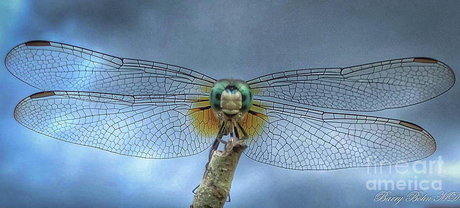Blue dasher on a stick Photograph by Barry Bohn