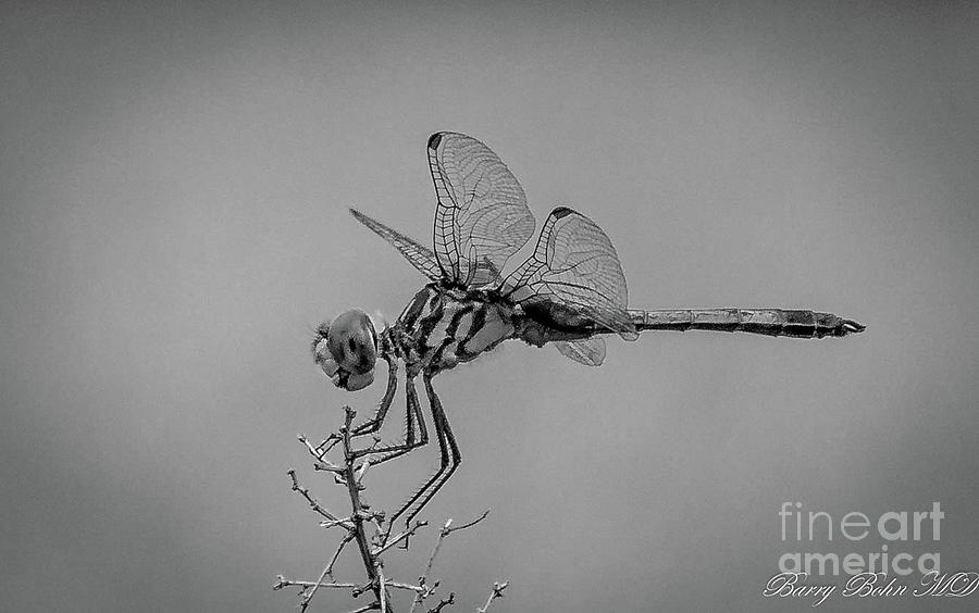 Blue dasher on a stick BW Photograph by Barry Bohn