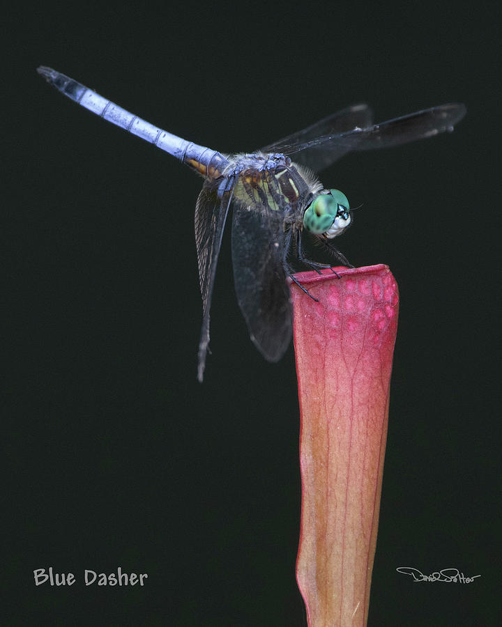 Blue Dasher on Carnivorous Pitcher Plant Photograph by David Salter