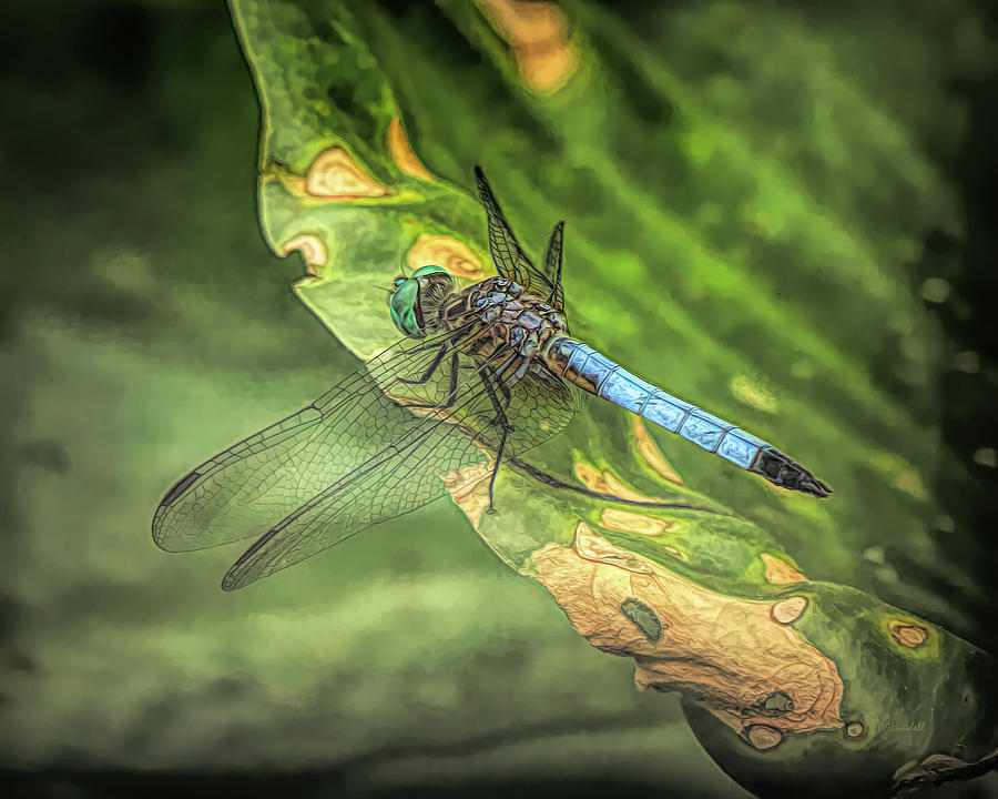 Blue Dasher on Mottled Leaf Digital Art by Dennis Lundell