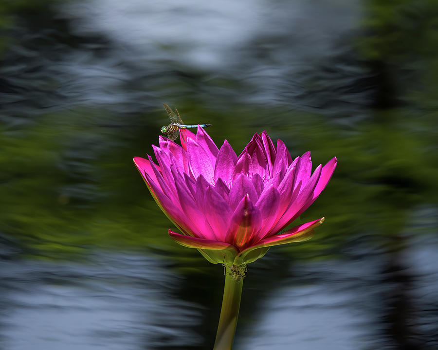 Lily Photograph - Blue Dasher on Water Lily by Morey Gers