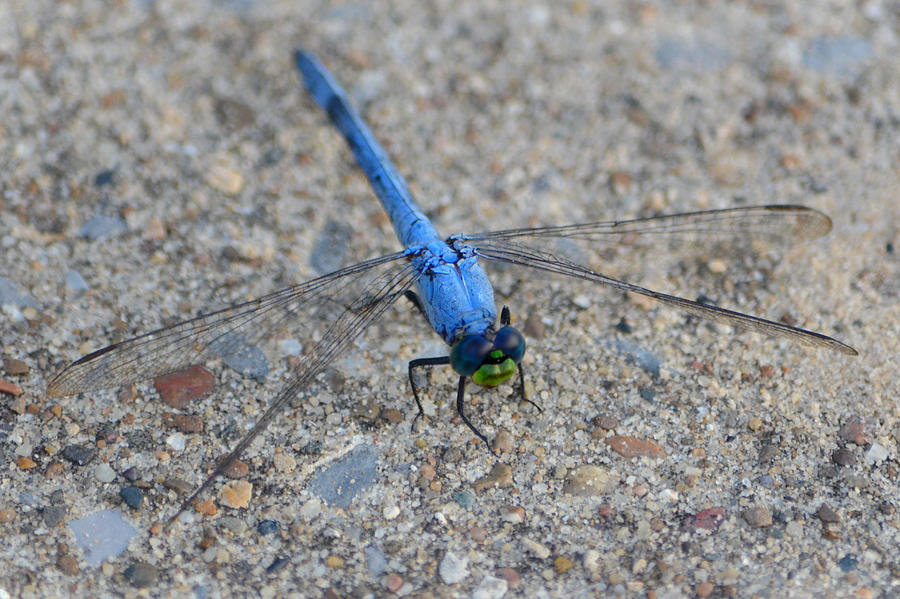 Blue Dasher/Pachydiplax Longipennis Photograph by Ally White