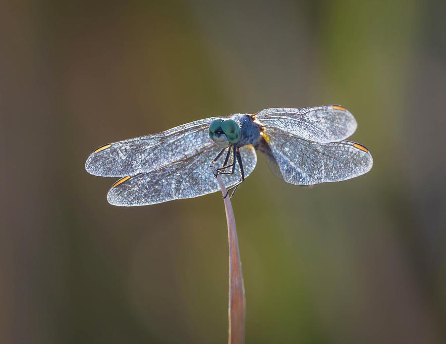 Wildlife Photograph - Blue Dasher - Pachydiplax longipennis - dragonfly by Rosemary Woods Images