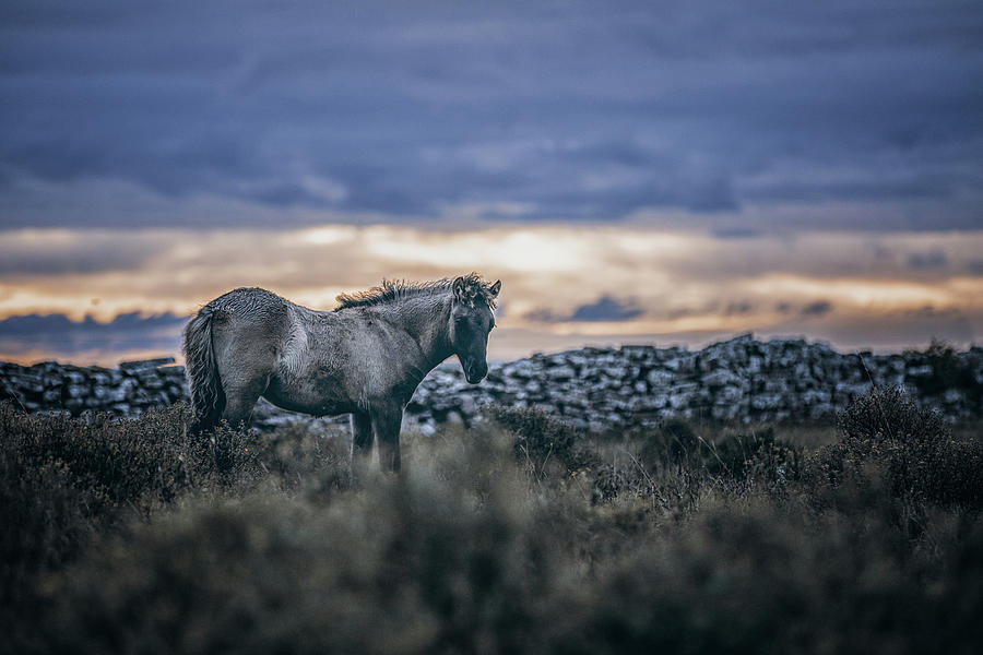 Blue Dawn - Horse Art Photograph by Lisa Saint