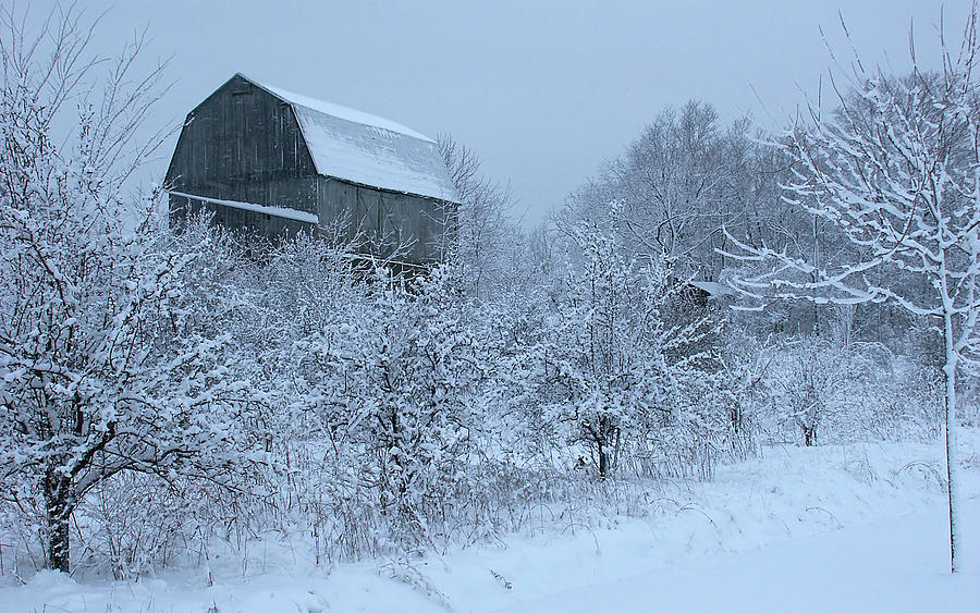 Blue Dawn After Early Morning Snowfall - Art print Photograph by Kenneth Lane Smith