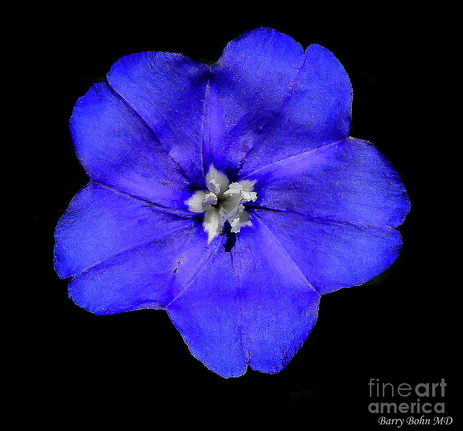 Blue daze or Evolvulus glomeratus Photograph by Barry Bohn