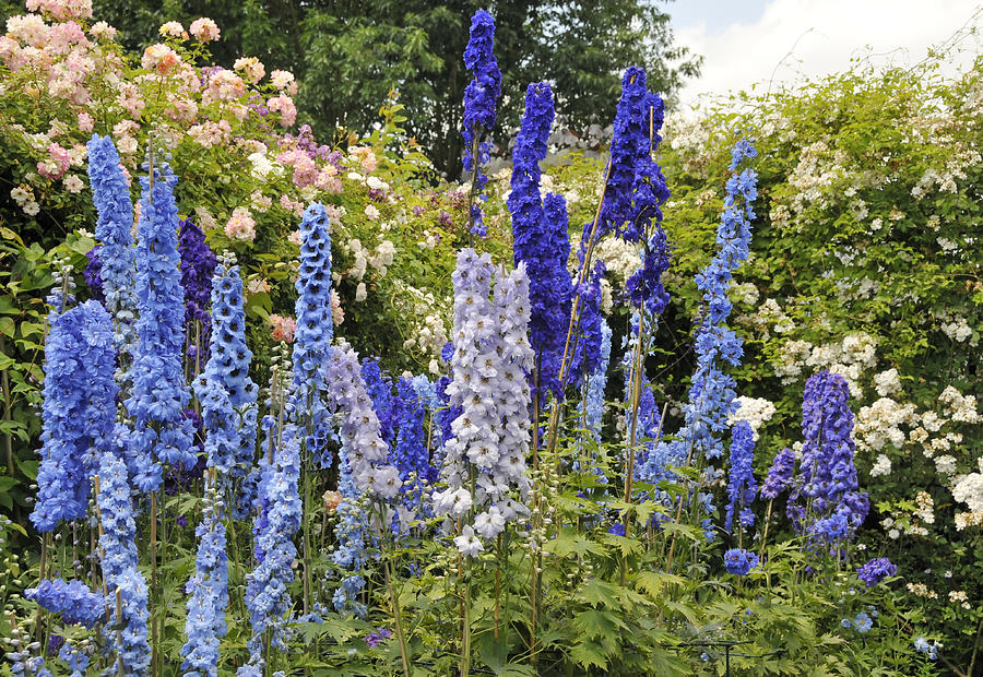 Blue delphinium flowers and roses blooming in summer garden Photograph by Brytta