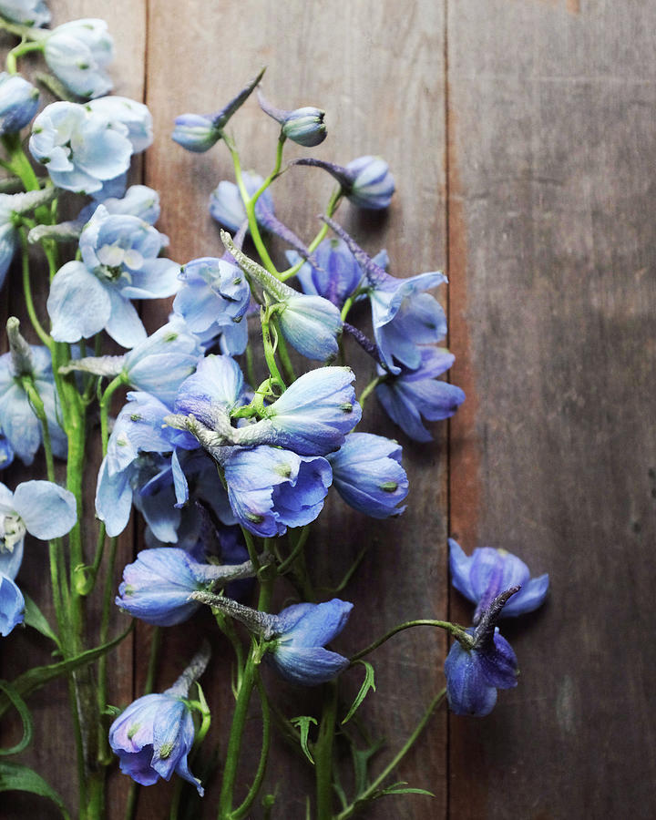 Blue Delphiniums Photograph by Lupen Grainne
