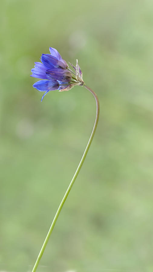 Blue Dicks with long stalk, wildflower Photograph by Alessandra RC