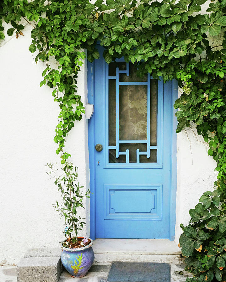 Blue Door and Vine Photograph by Lupen Grainne