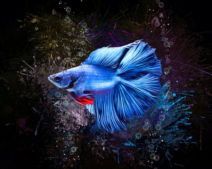 Blue Double Tail Betta Fish Digital Art