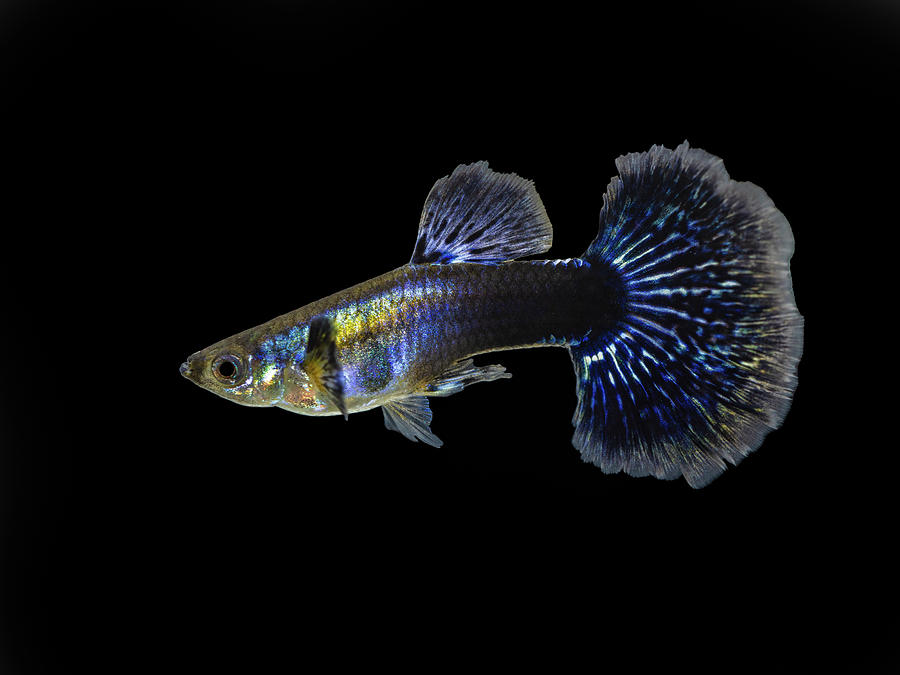Fish Photograph - Blue Dragon Guppy by Mircea Costina Photography