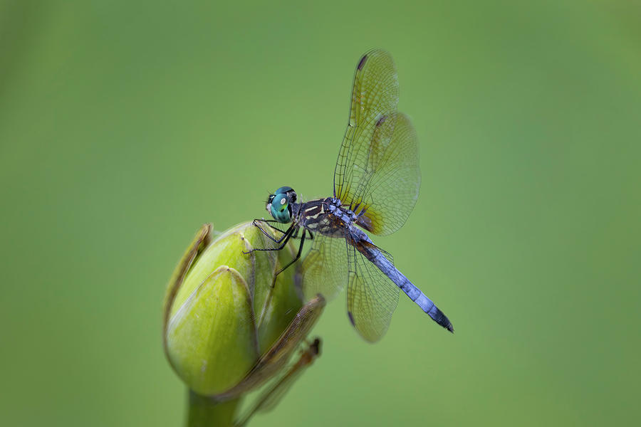 Dragonfly Photograph - Blue Dragon by Ray Congrove