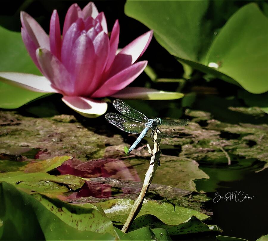 Blue Dragonfly and Pink Lily Photograph by Beverly M Collins