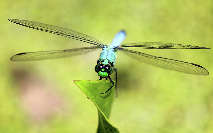 Blue Dragonfly Photograph by Dan Huber - Fine Art America