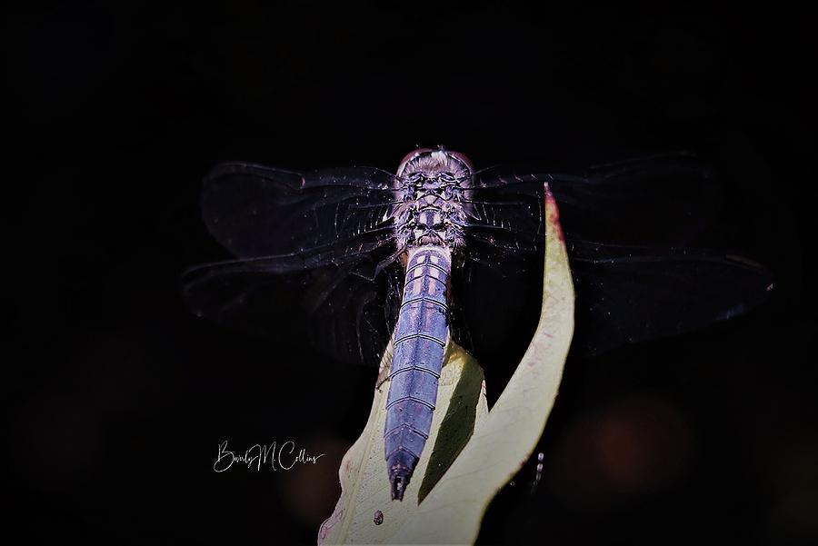 Blue Dragonfly Faith Photograph by Beverly M Collins