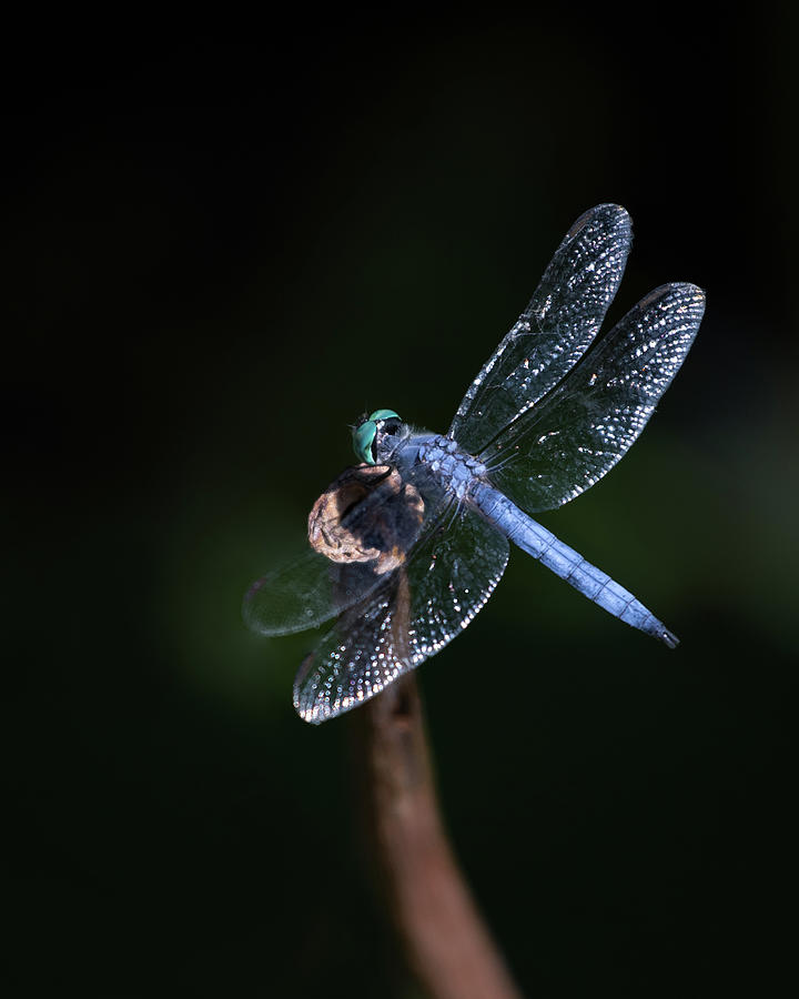 Blue Dragonfly Photograph by Gary Geddes