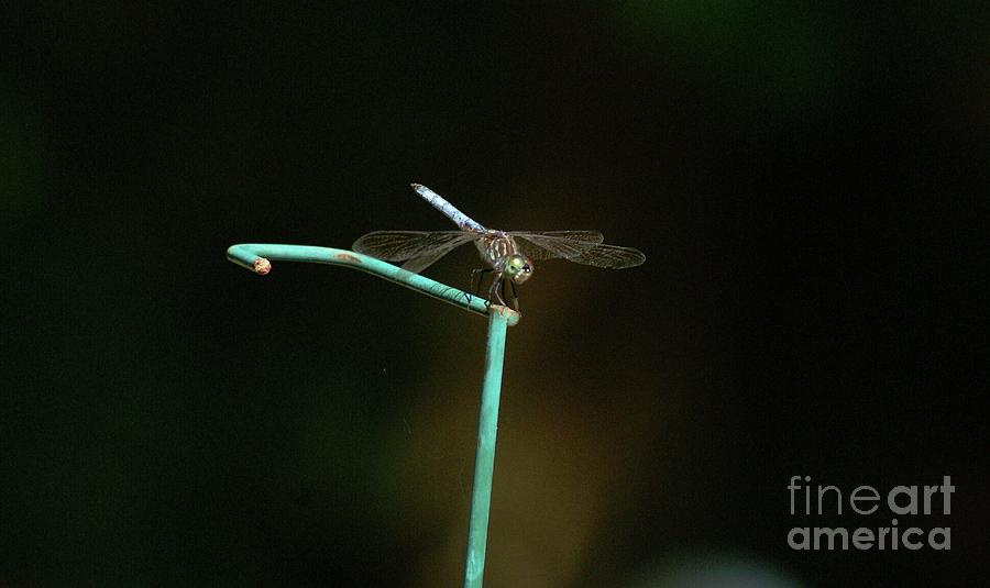Blue Dragonfly in Summer Photograph by Margie Avellino