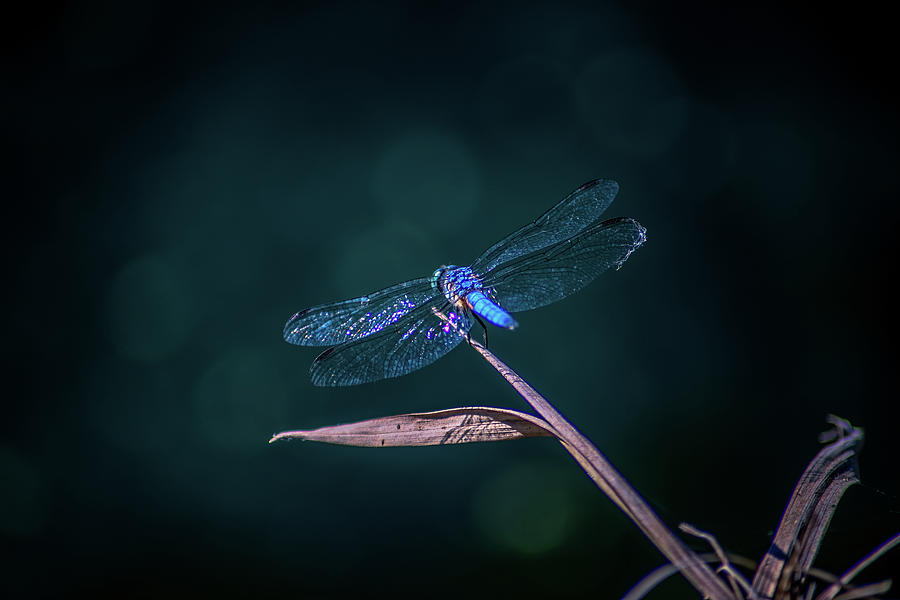 Blue Dragonfly  Photograph by Marcus Jones