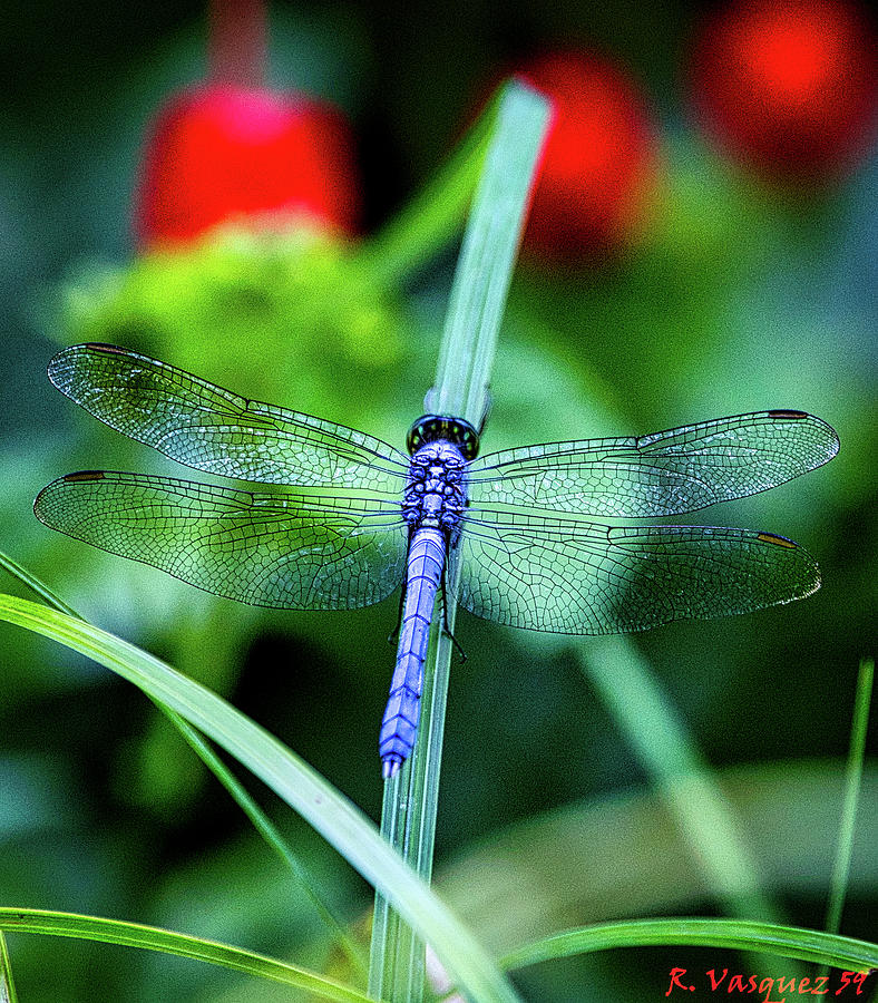 Blue Dragonfly Photograph by Rene Vasquez