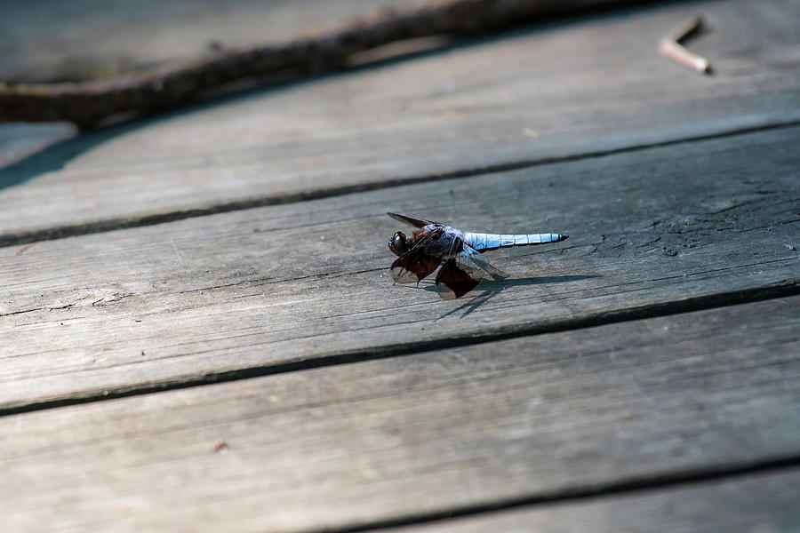 Blue Dragonfly Photograph by Rose Guinther