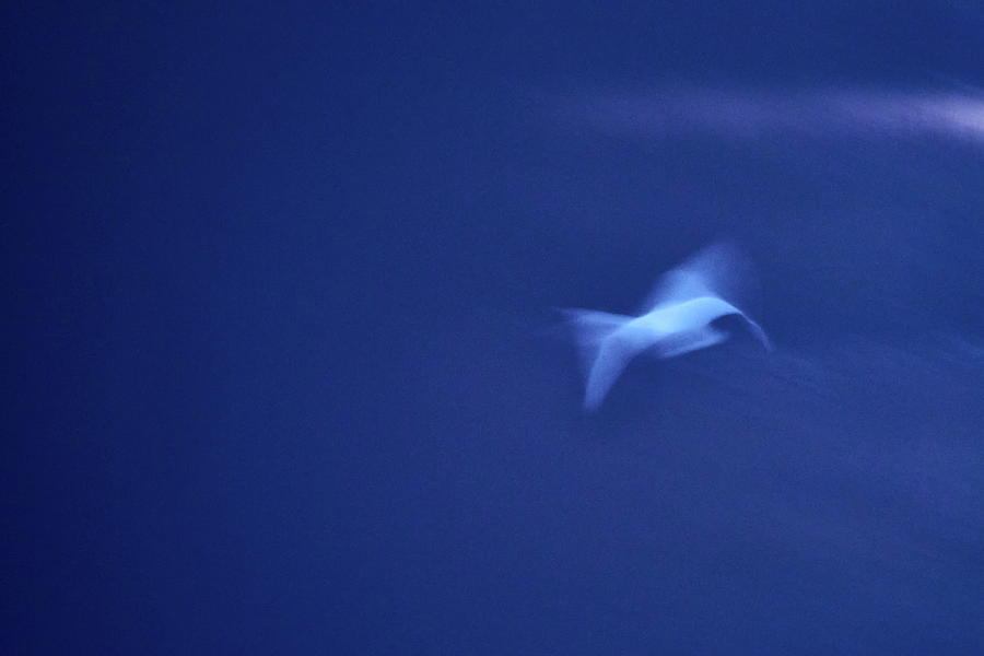 Blue dreams they fly. Whooper swan Photograph by Jouko Lehto