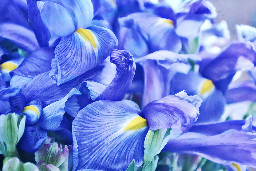 Blue Dutch Iris Close Up Photograph by Gaby Ethington