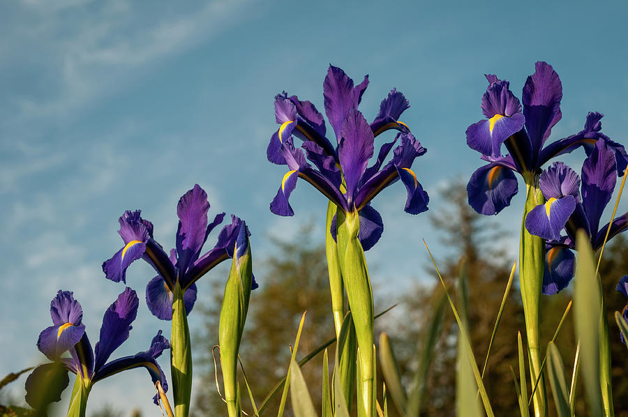 Blue Dutch Iris Photograph by Robert Potts