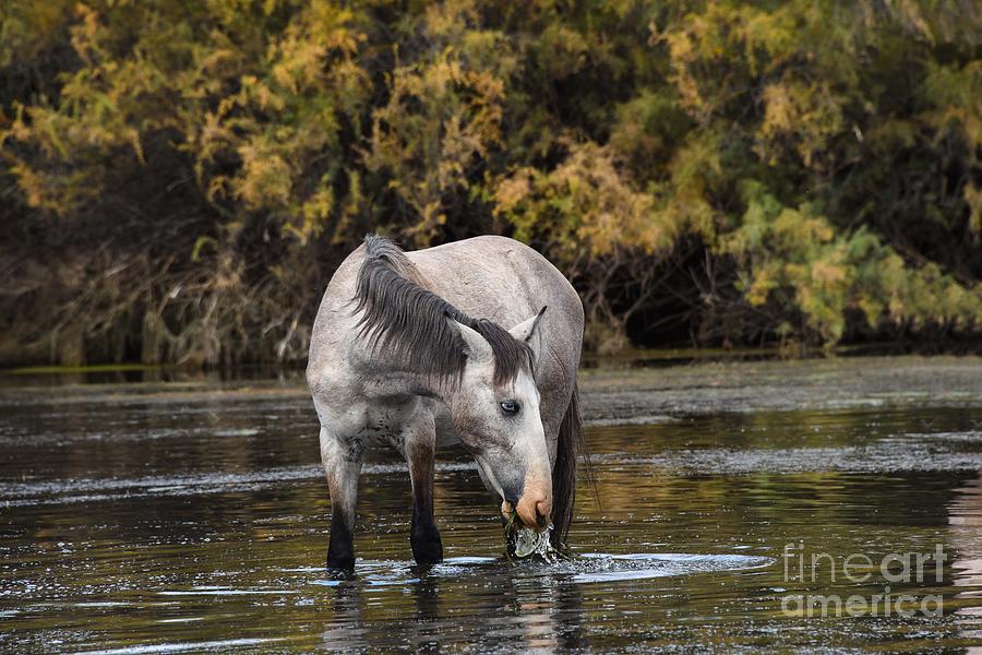 Blue eating lunch from the Salt River Digital Art by Tammy Keyes