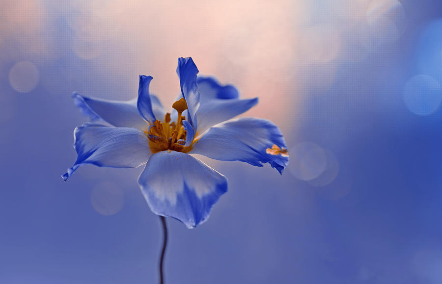 Blue Eustoma Flower On A Blue Background Photograph