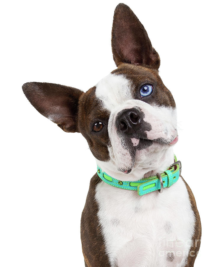 blue eyed boston terrier