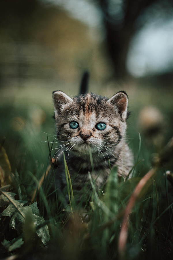 Blue-eye kitten in green grass Photograph by Vaclav Sonnek
