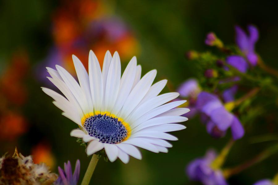 Blue Eyed African Daisy Photograph by LaDonna McCray